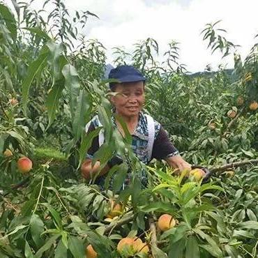 黄桃出山走势分析图最新报告，市场趋势、产业前景与关键机遇分析