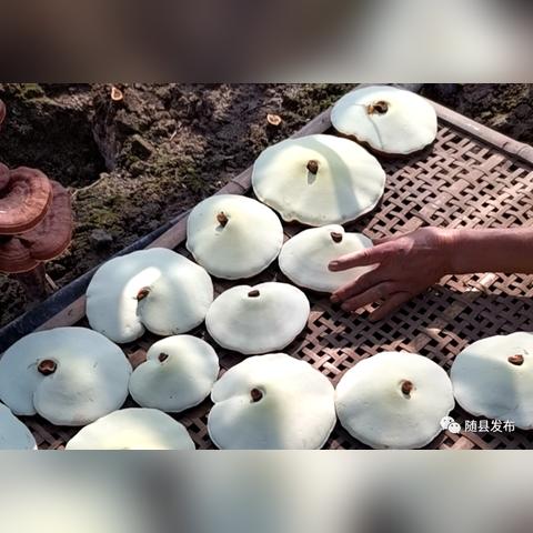 井蛙之见